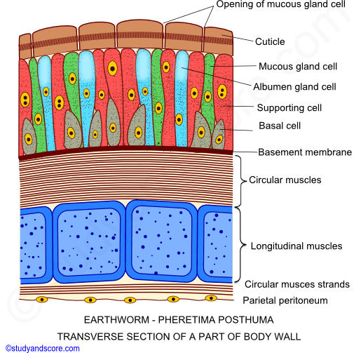 Earthworm body wall, Earthworm coelom, Earthworm locomotion, Earthworm digestive system, longitudinal muscles, coelomic fluid, circular muscles, segments
